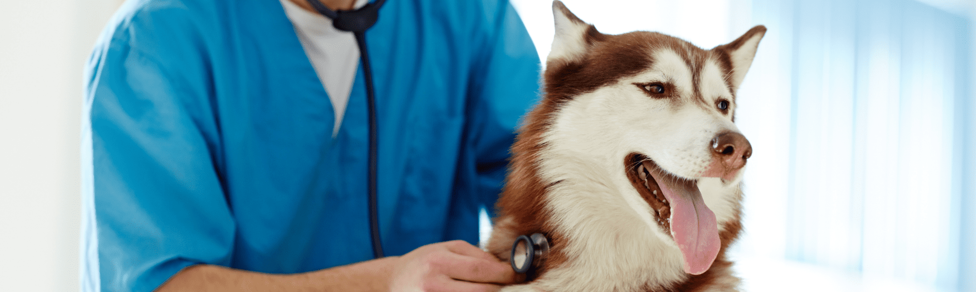 hund aflivning dyrlæge