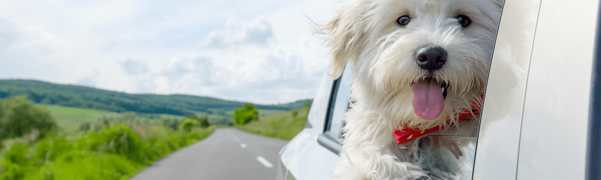 hund i bil hundes gear artikel