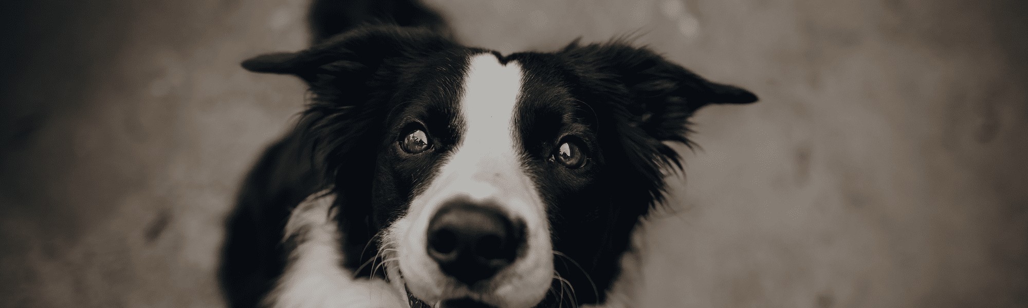 Anxious and scared dogs