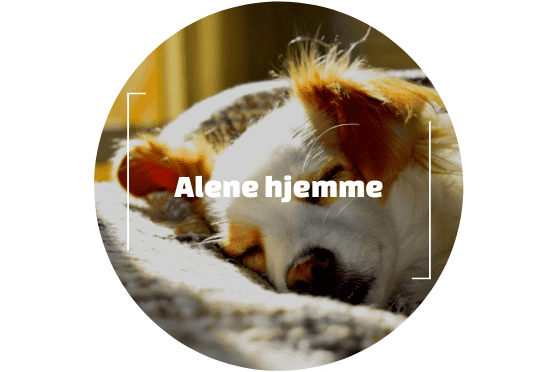 alene hjemme (2)