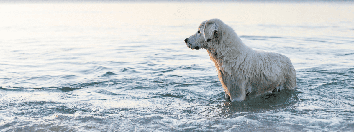 hund nedkøling sommer vand isterninger