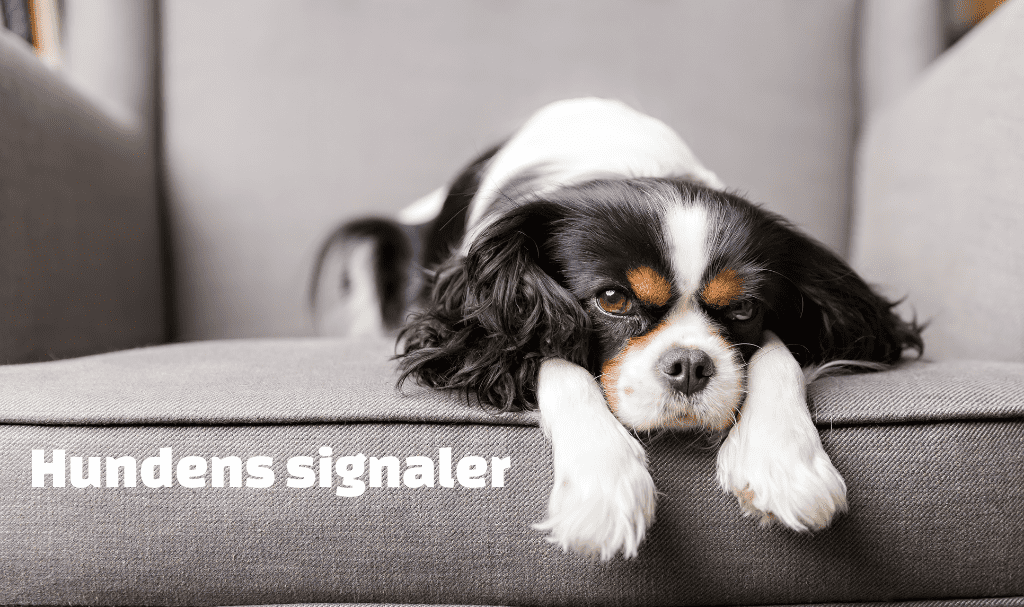 Macadam mentalitet byld Hundens signaler - artikler - Onlinehund.dk