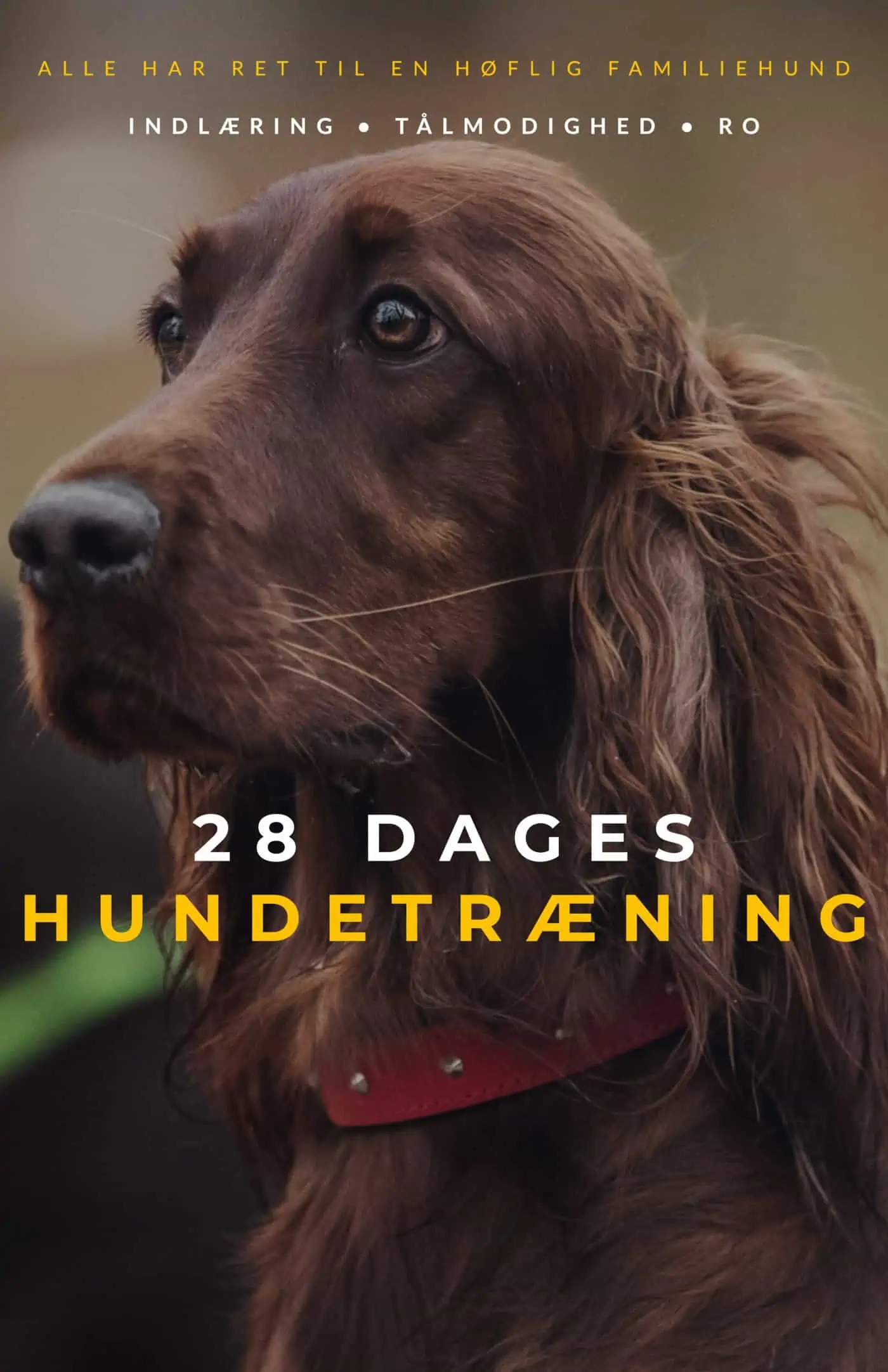 28 dages hundetræning uden tekst