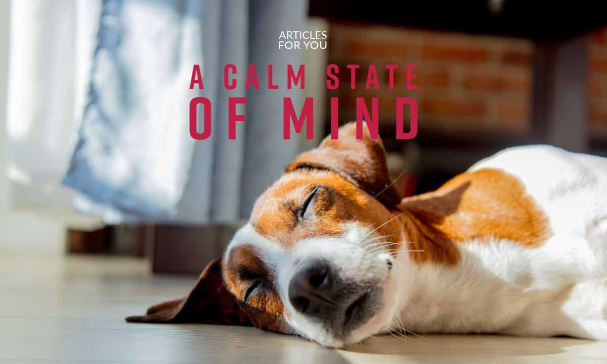 A calm state of mind - Hundetræning
