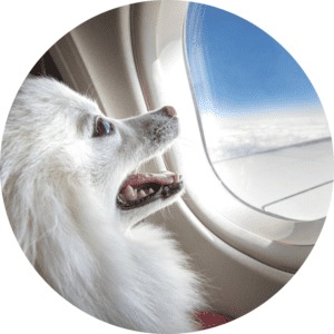 landingpages cirkel landingpages cirkel rejs med din hund rejser lufthavn