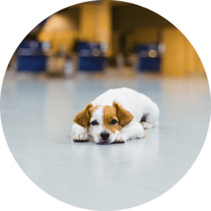 landingpages cirkel rejs med din hund rejser lufthavn